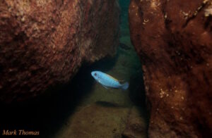 Labeotropheus trewavasae 'Makokola Reef'